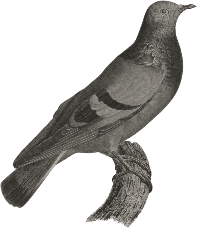 Stock dove or rock pigeon (Columba œnas)