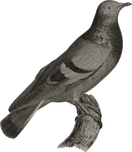 Stock dove or rock pigeon (Columba œnas)
