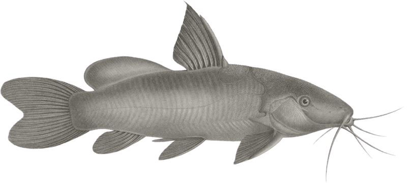Pimelode karafche (Pimelodus biscutatus)