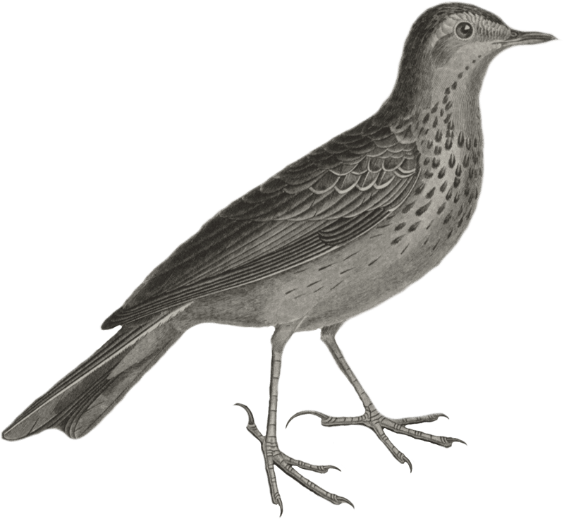 Tree Pee (Anthus arboroeus)
