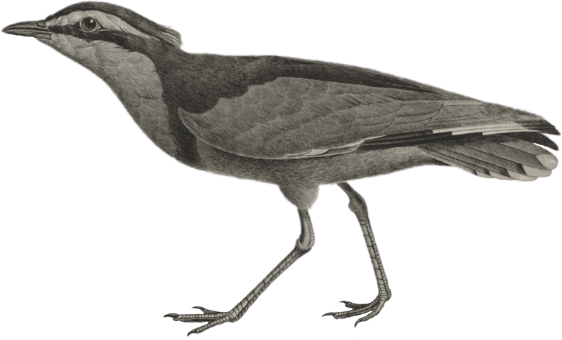 Pluvian (Charadrius melanocephalus)