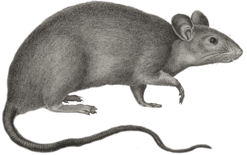 Alexandrian Rat