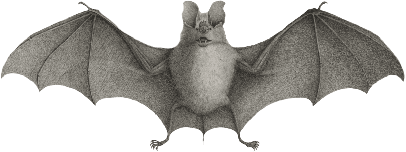 Horseshoe Bat