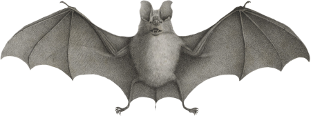 Horseshoe Bat