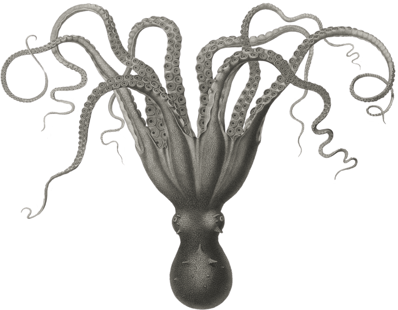 Dry octopus