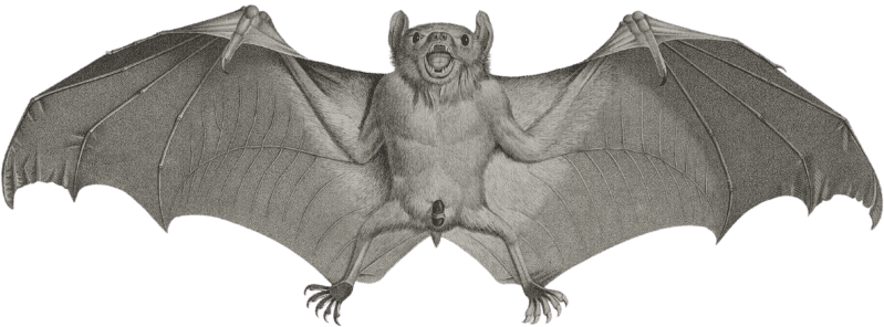 Egyptian fruit bat
