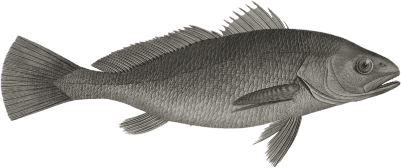 Sciene eagle (Sciaena aquila)