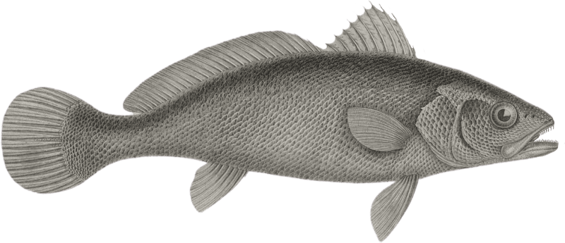Sciene corb (Sciaena umbra)