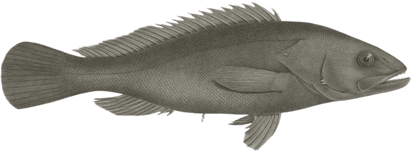 Brazen Serran (Serranus aeneus)