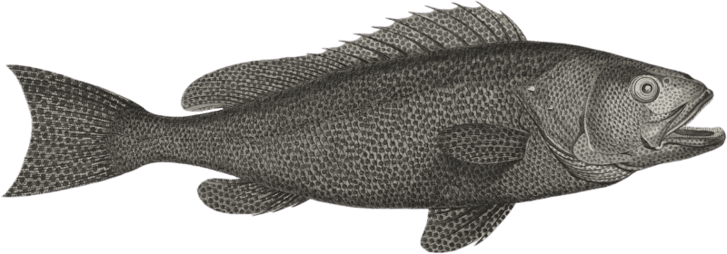 Serranus tauvin (Serranus tauvina)