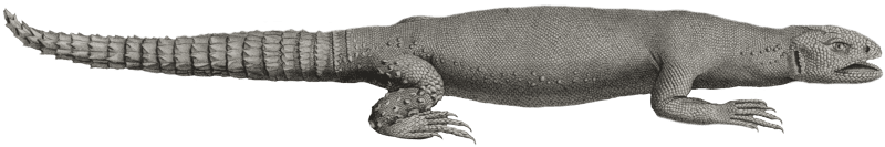 Stellion spiniped