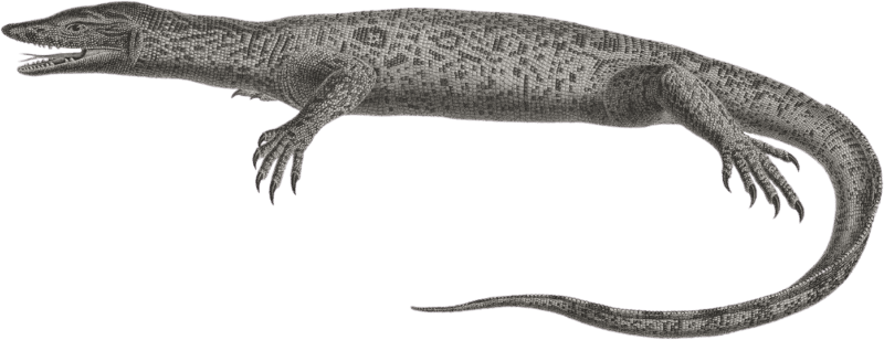 Nile tupinambis