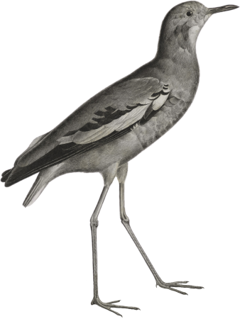 Villoteau's Lapwing (Vanellus Villotæi)