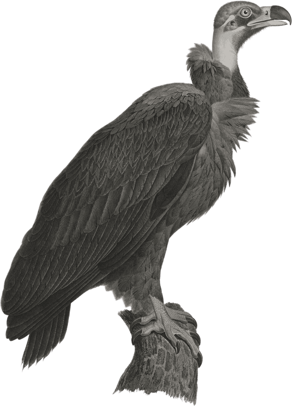 Brown vulture (Vultur cinereus)