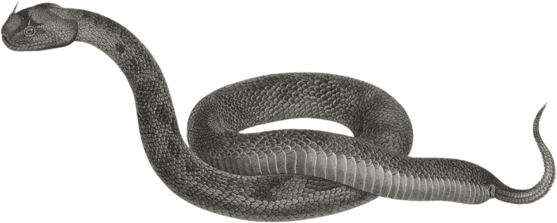 Cerastus viper