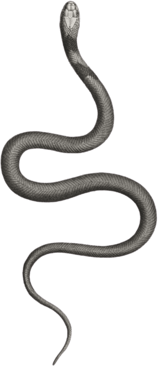 Young haje viper