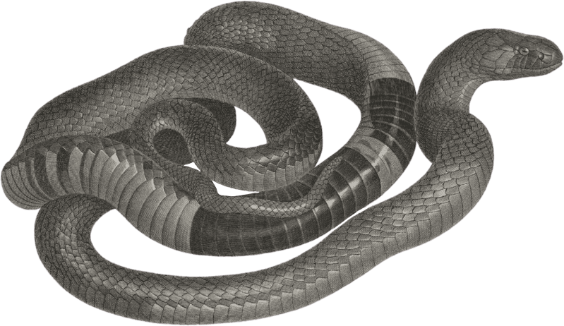 Adult haje viper