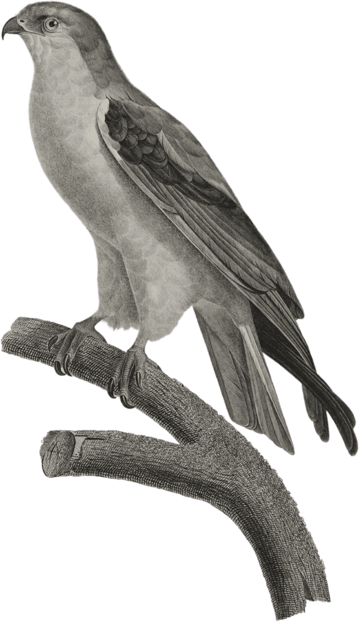 Elanoid blac (Elanus cæsius)