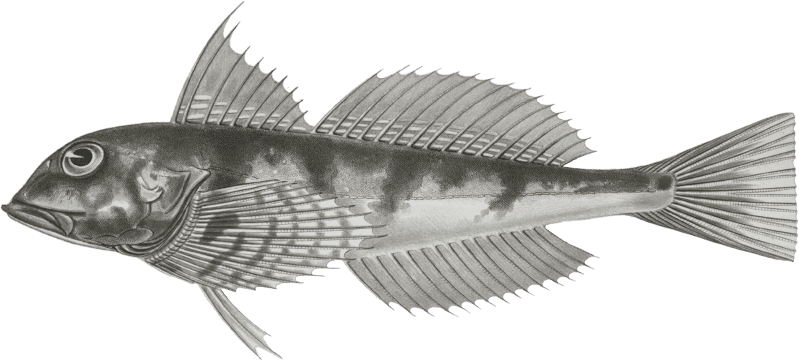 Fishes