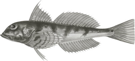 Fishes