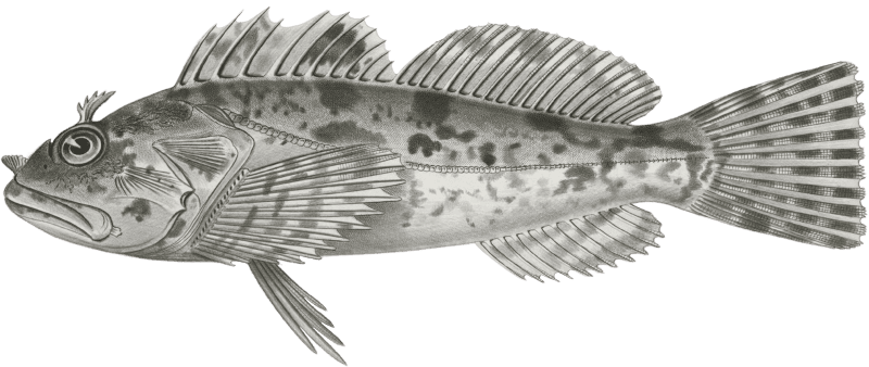 Fishes