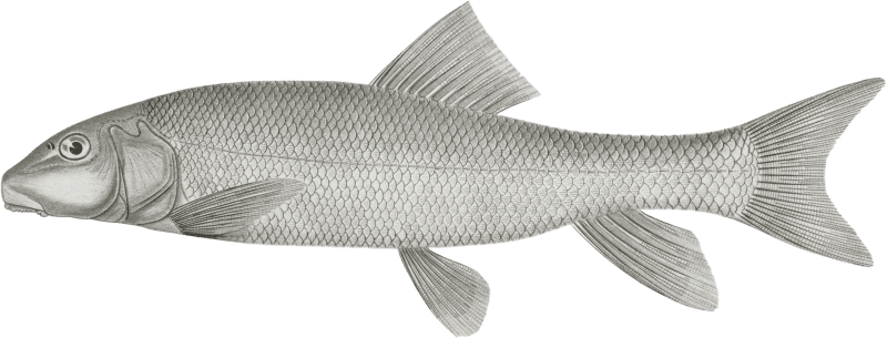 Catostomus sucklii, Nebraska Sucker