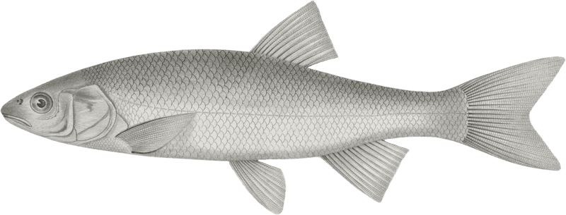 Cheonda cooperi, Vancouver Chub