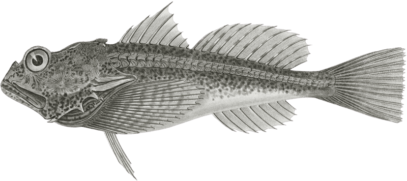 Aspicottus bison, Buffalo Sculpin