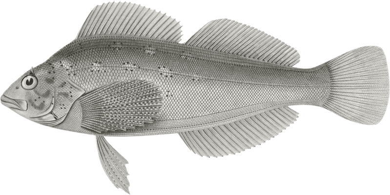 Chiropsis constellatus, Starry Chiropsis