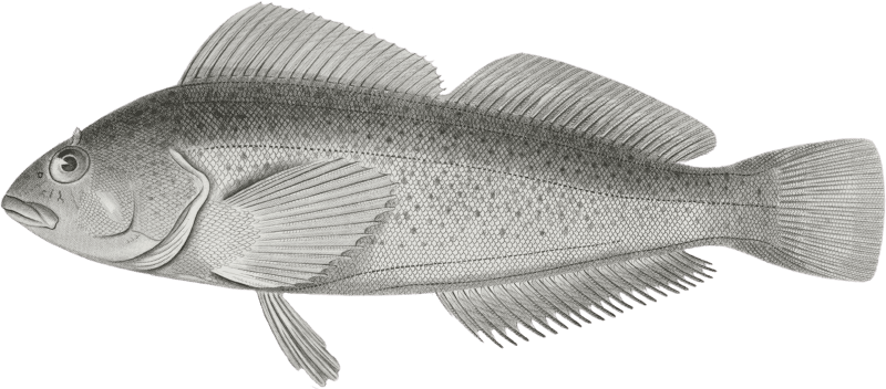 Chiropsis guttatus, Speckled Chiropsis