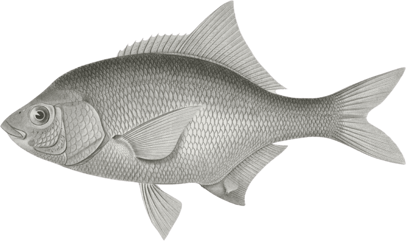 Damalichthys vacca, Silvery Perch
