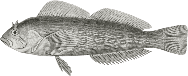 Chiropsisi pictus, Painted Chiropsis