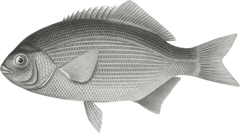 Embiotoca perspicabilis, The Sapphire Perch