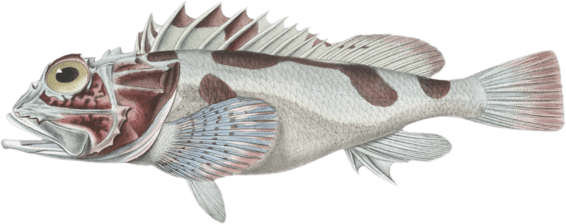 Rivulated Cirrrhitis, Cirrhites rivulatus