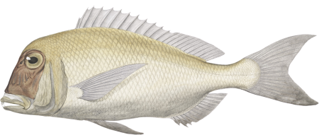 Cyanoptera sea bream, Chrysophrys cyanopteron