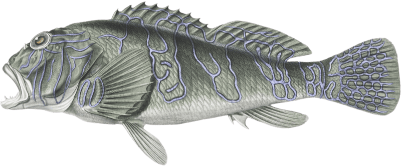 Cutthroat Scorpene, Scorpoena fucata