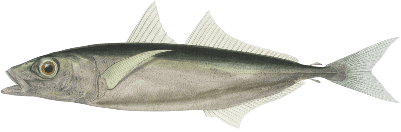 Caranx scombrinin, Caranx scombrinus