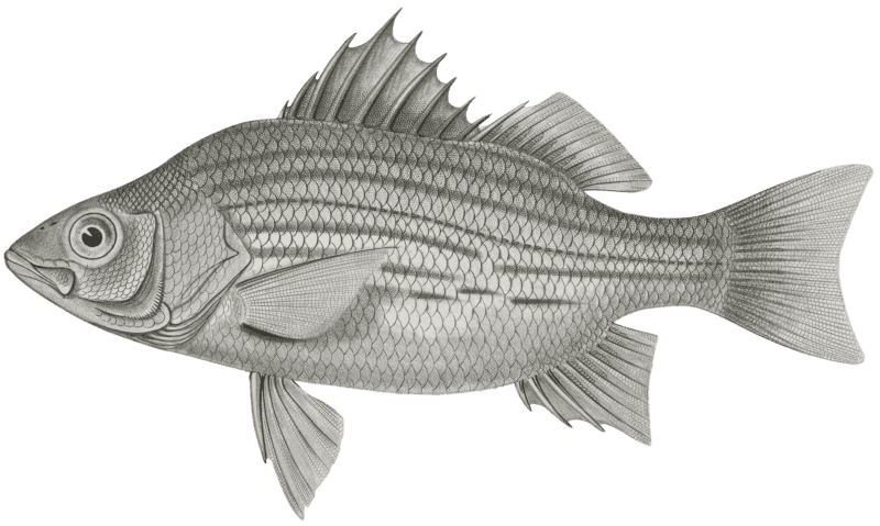 Labrax chrysops, Bass of the Mississippi