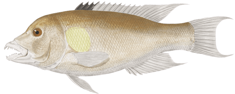 The Éclancher's Cossyphus, Cossyphus eclancheri