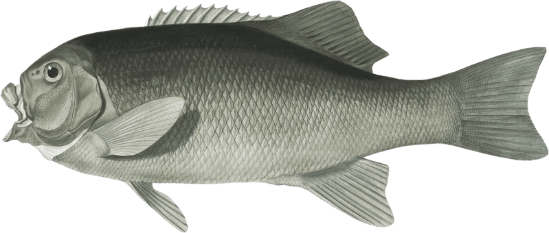 Fréminville's Doidyxodon, Doidyxodon freminvillii
