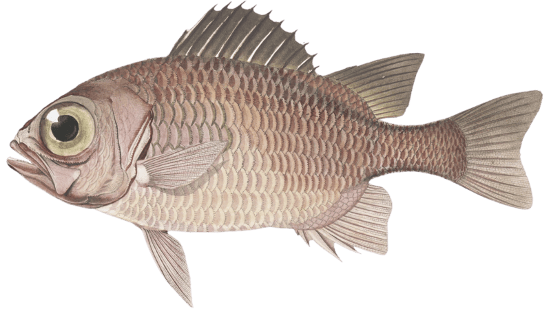 Myripristis leiognathus, Myripristis leiognathus