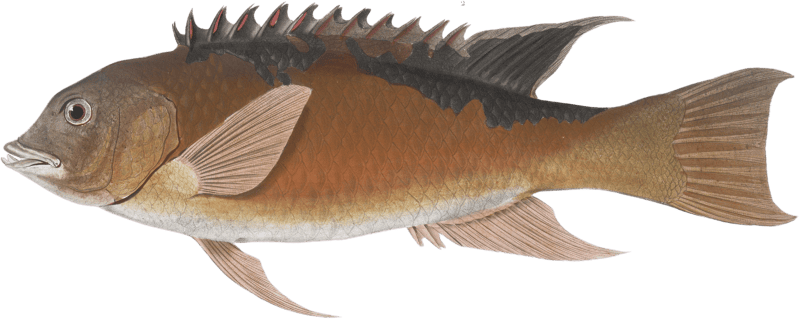 Wild boar wrasse, Labrus aper