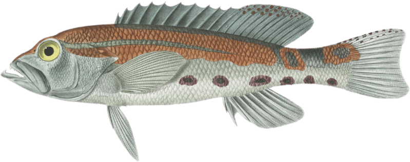 The Serran psittacin, Serranus psittacinus
