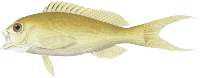 The Serran colon, Serranus colonus