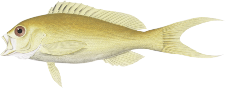 The Serran colon, Serranus colonus
