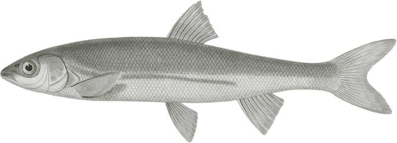 Mylocheilus frateculus