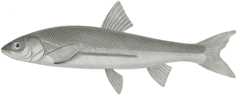 Mylocheilus lateralis