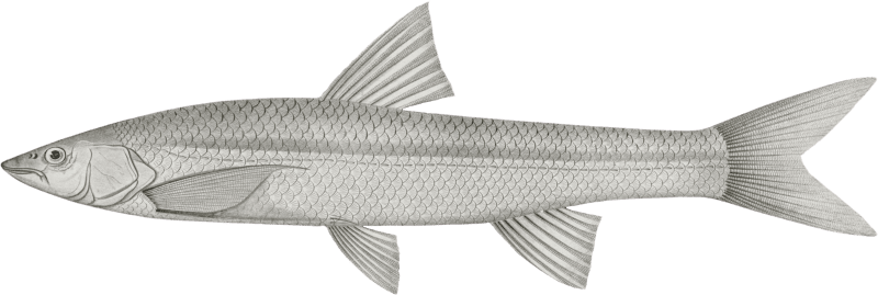 Pogonichthys communis, Nebraska Dace
