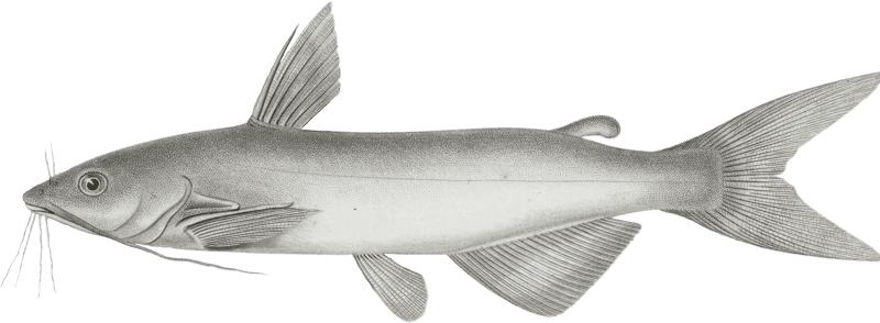 Pimelodus olivaceus