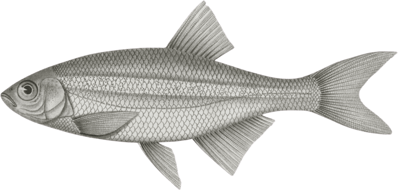 Richardsonius balleatus, Steilacoom Killy